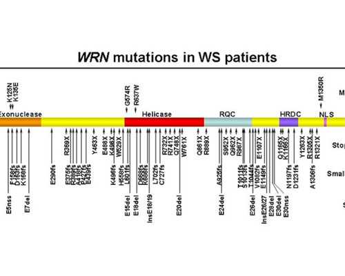 检查了hcg和二聚体，看到了胎心胎芽，hcg低 代孕费一般多少